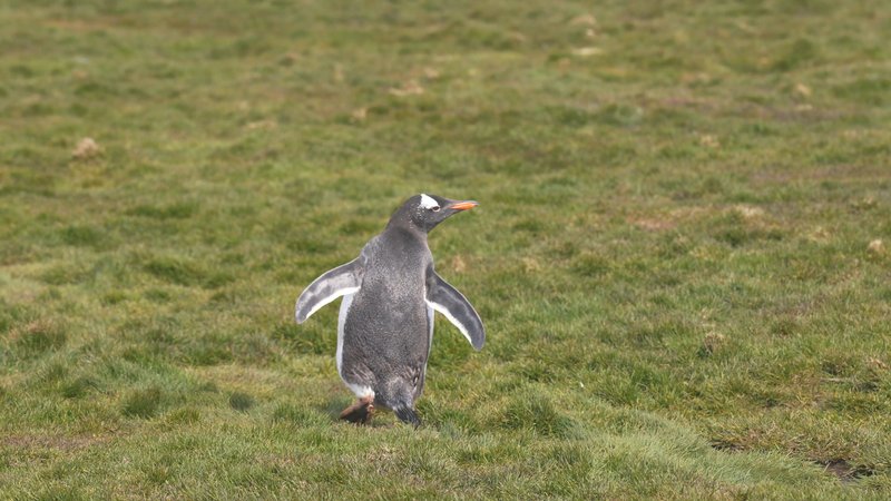 King Penguin on Saint Georgia Island poster