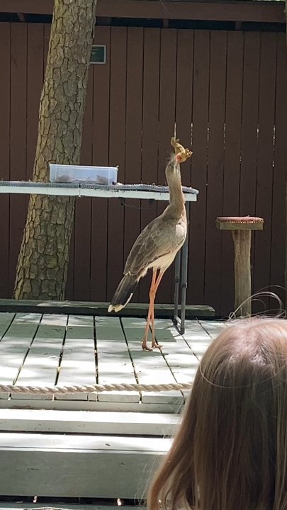 CAROLINA RAPTOR CENTER - Updated May 2026 - 189 Photos & 82 Reviews ...