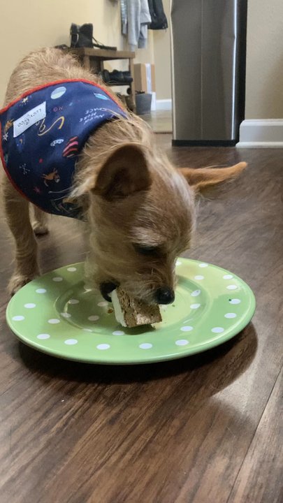 Two Pals & A Pup - 5 stars. He loved the carrot cake - Pet Stores Near Me - Denver, Colorado