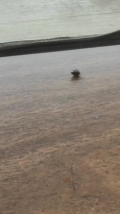 Oglebay Park Resort - Better look at dead flies - Parks Near Me - Wheeling, West Virginia