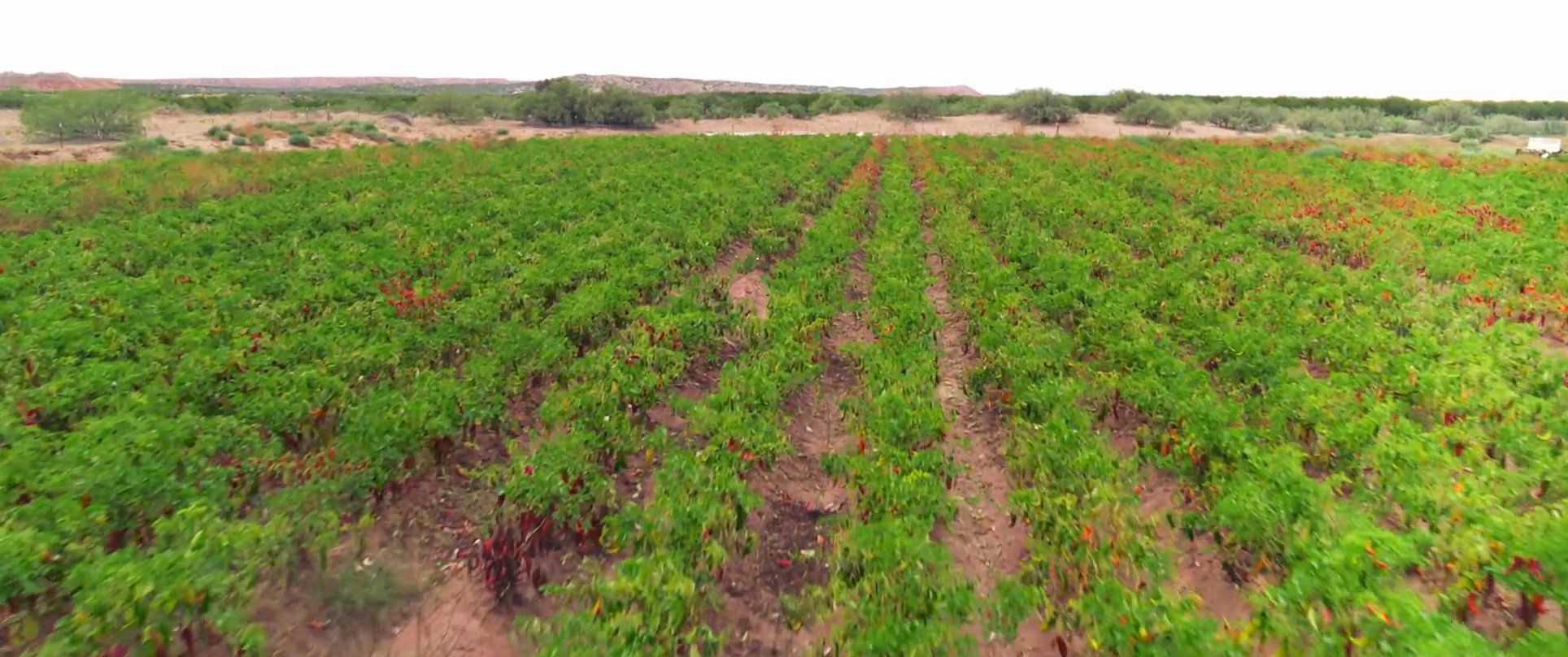 A seasoned farmer guides a younger man through a vibrant chili pepper field, discussing cultivation and land management techniques. The interaction highlights the transfer of agricultural knowledge in a rural environment.