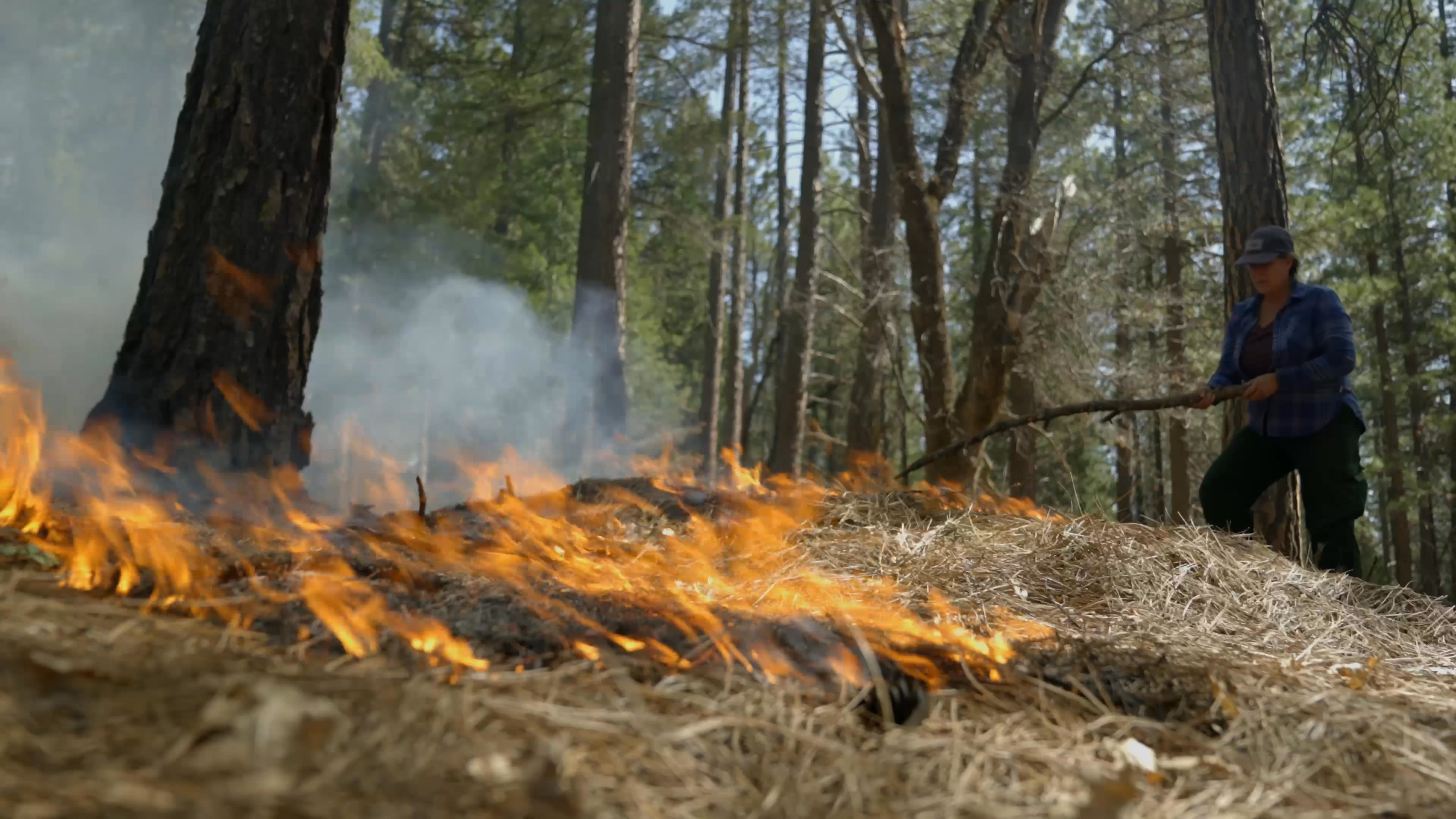 People carry small flames through a wooded area, spreading fire across the forest floor while tending the burn with long sticks. Smoke drifts between the trees as the fire advances through dry ground cover.