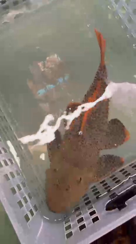 Goonch Catfish