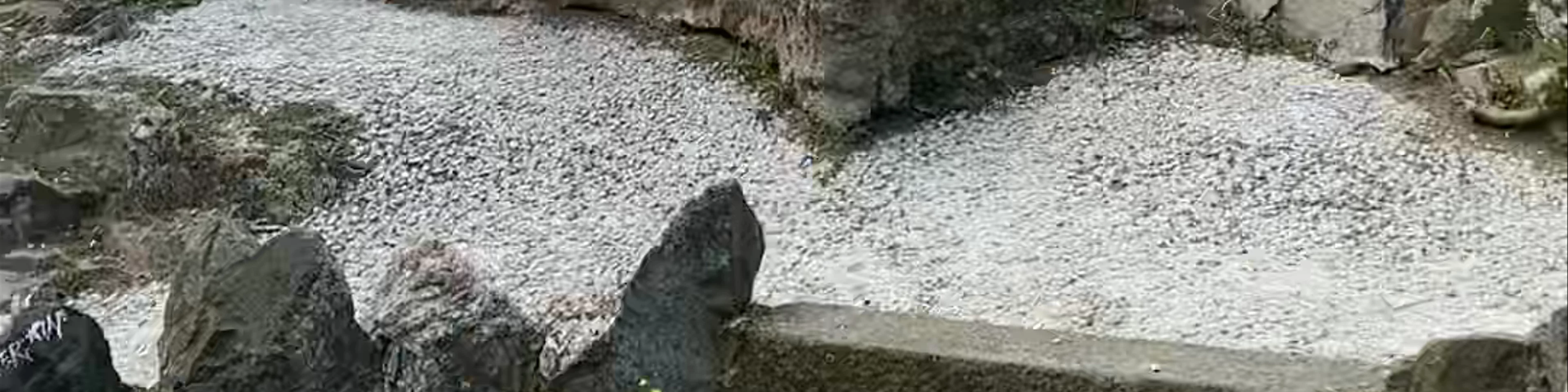 Pasha’s Gardens