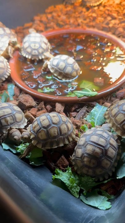 Kendogs Reptiles - Reptile Shops Near Me - Whittier, California