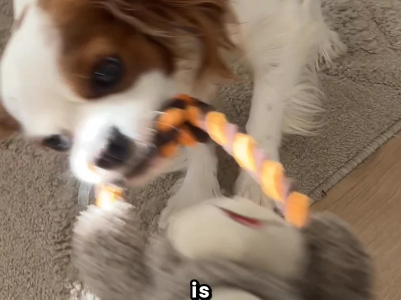 Pet Brand
