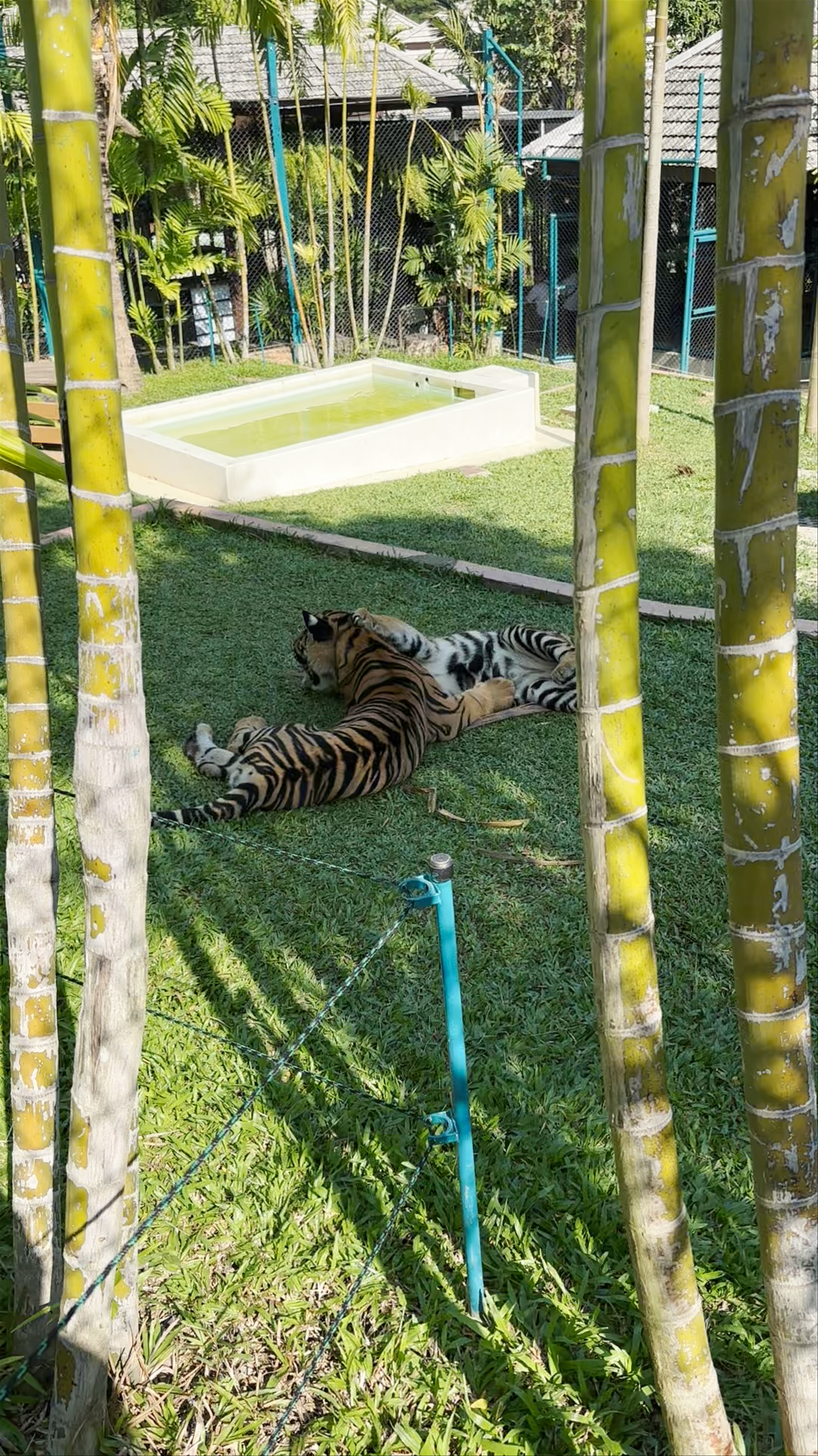 Tiger Kingdom