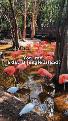 Jungle Island