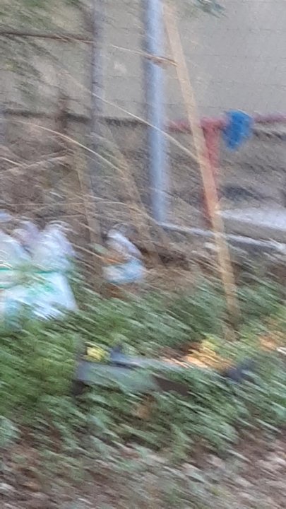 Ross Rides - Employee/PREDATOR/PERVERT/family member dumping oil soaked gravel into neighboring business yard! Wow these guys are outstanding citizens! - Car Dealers Near Me - Austin, Texas