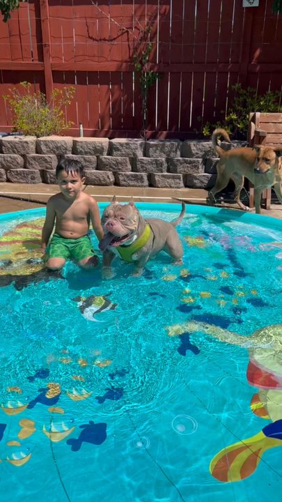 NorCal Bully Breed Rescue - Community Service/Non-Profit Near Me