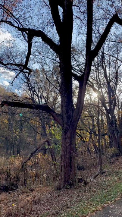 Percy Warner Park - 5.8 mile loop. Beautiful fall colors. - Hiking Near Me - Nashville, Tennessee