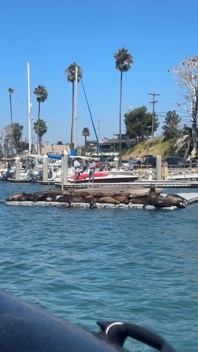 Oceanside Coastal Expeditions - Whale Watching Tours Near Me - Oceanside, California