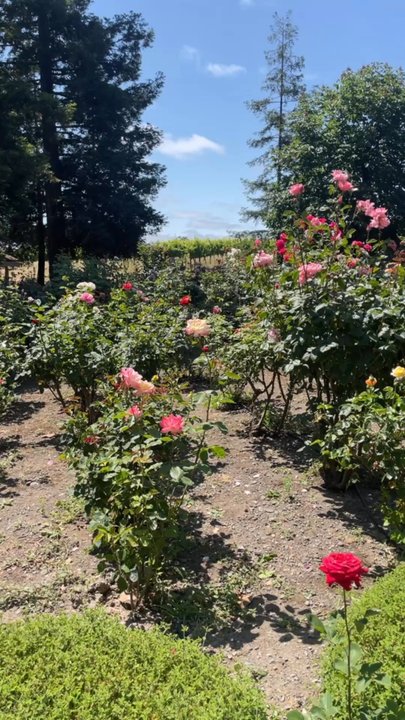 Hanna Winery - Gardens - Wineries Near Me - Santa Rosa, California