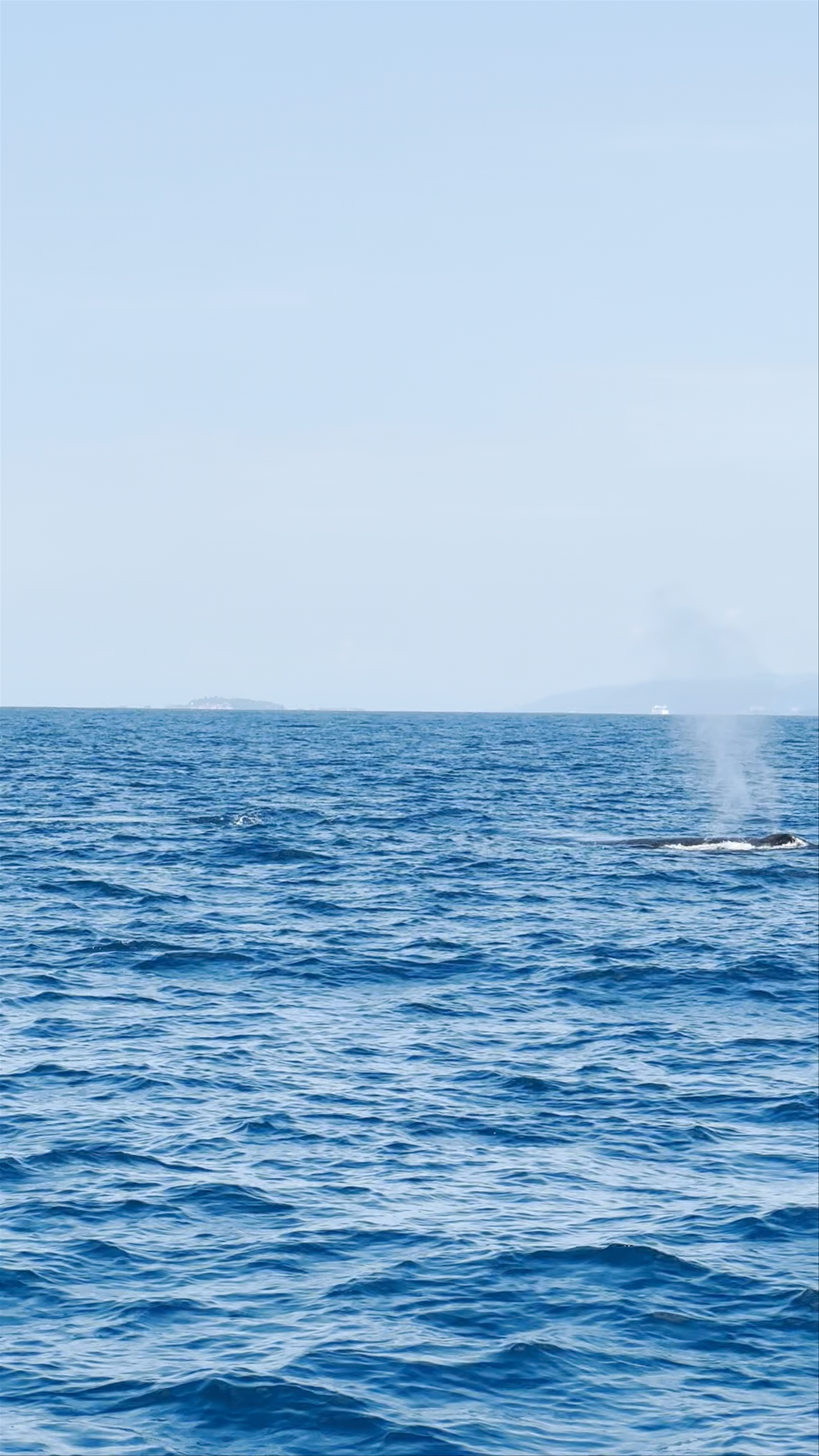 Whale Samana by Kim Beddall