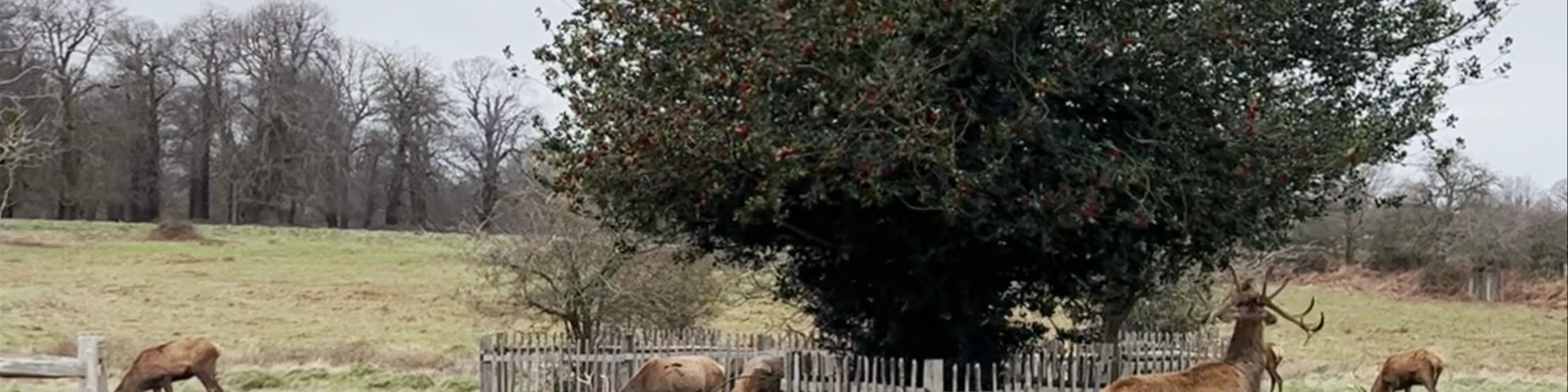 Richmond Park