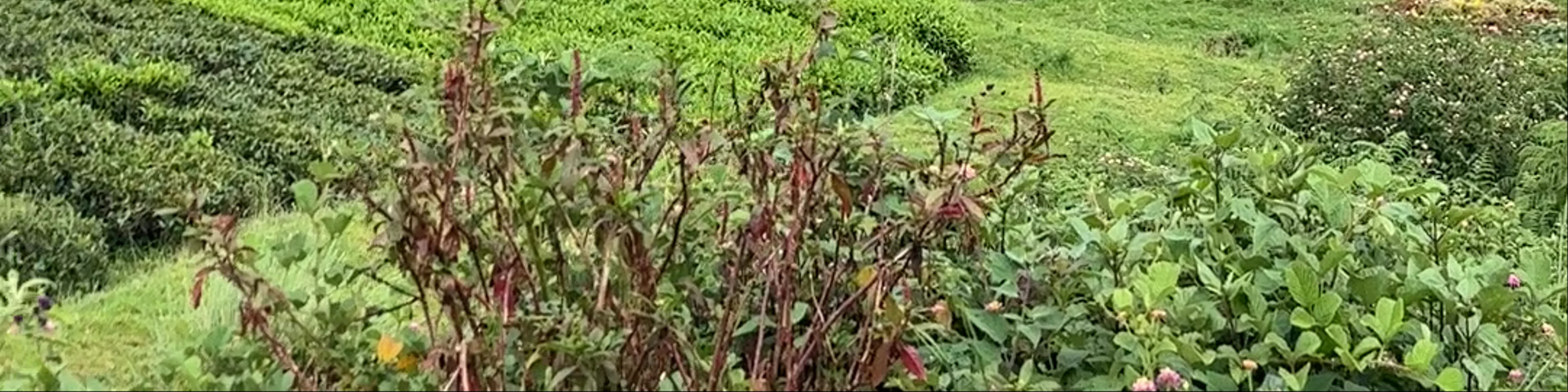 Ooty Hill Station