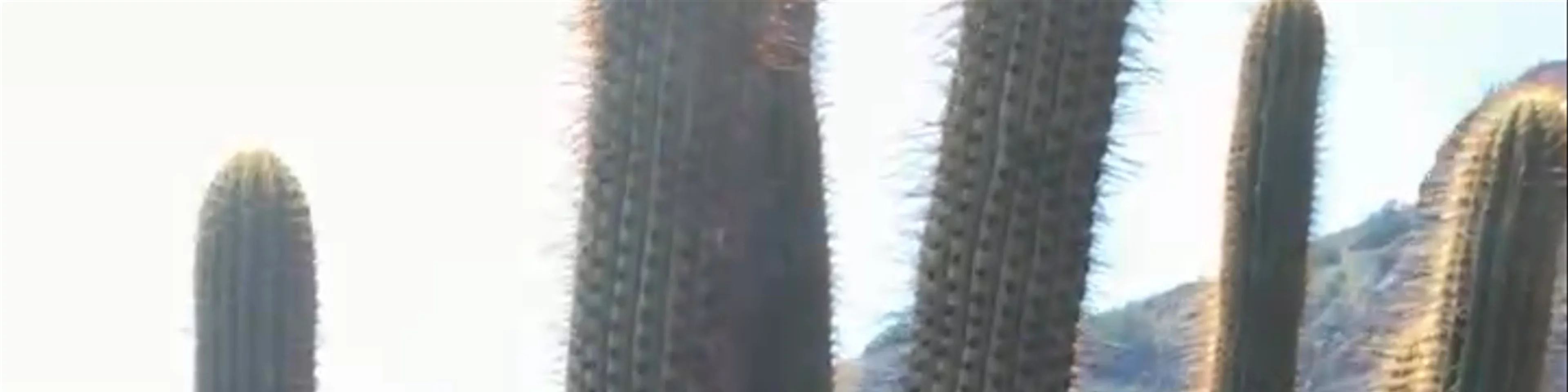Alto El Naranjo