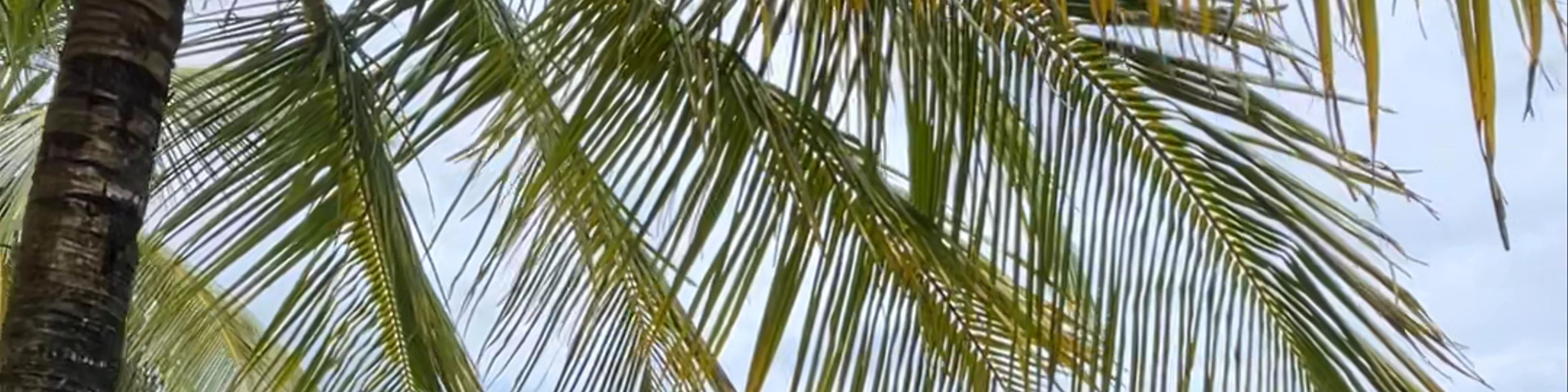 Playa Punta Uva Arrecife