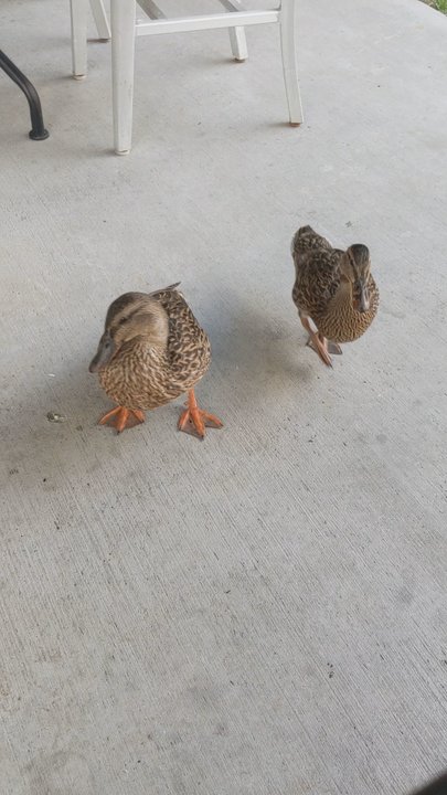 City Barbeque - They say these ducks are always around. They are not afraid of humans. - Barbeque Near Me - Durham, North Carolina