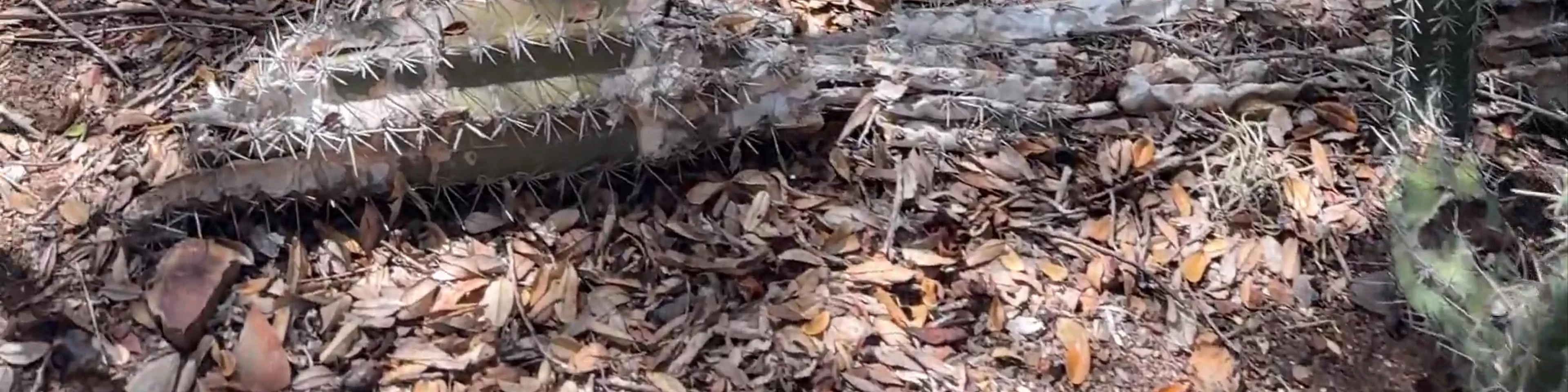 Marijke's Nature Trail