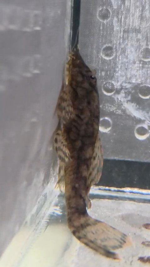 Young red shoulder severums