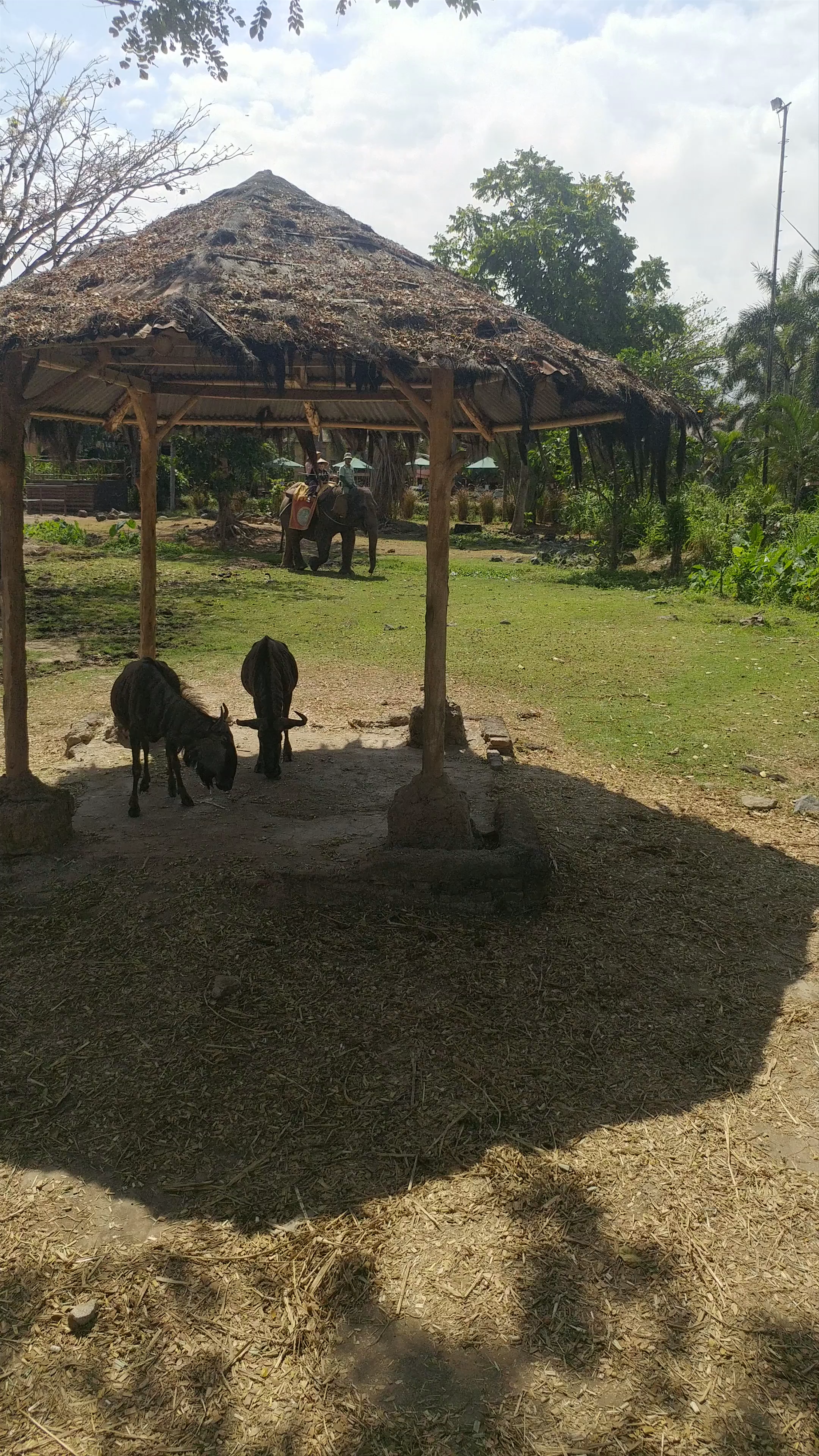 Bali Safari and Marine Park