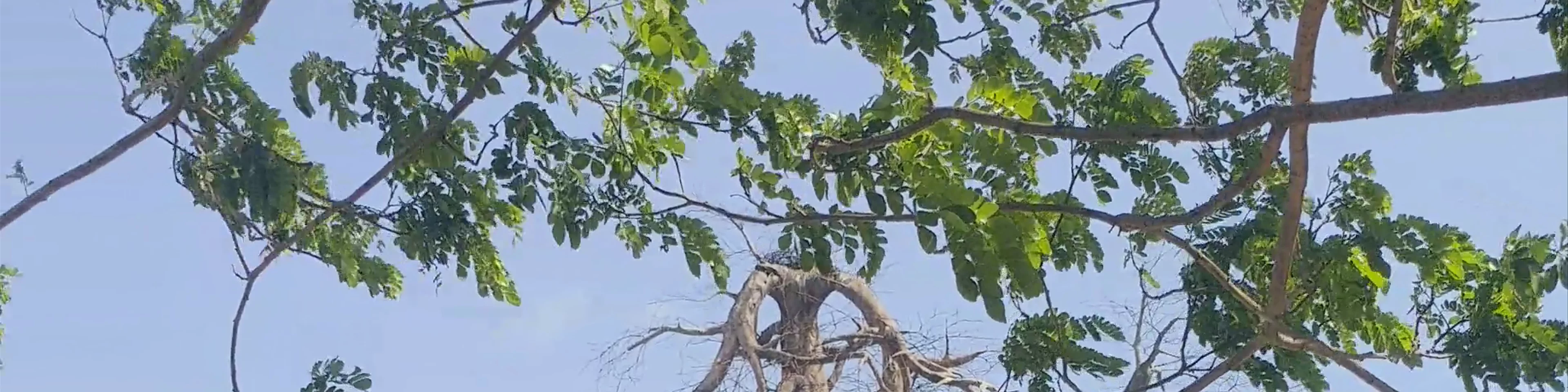 Bali Safari and Marine Park