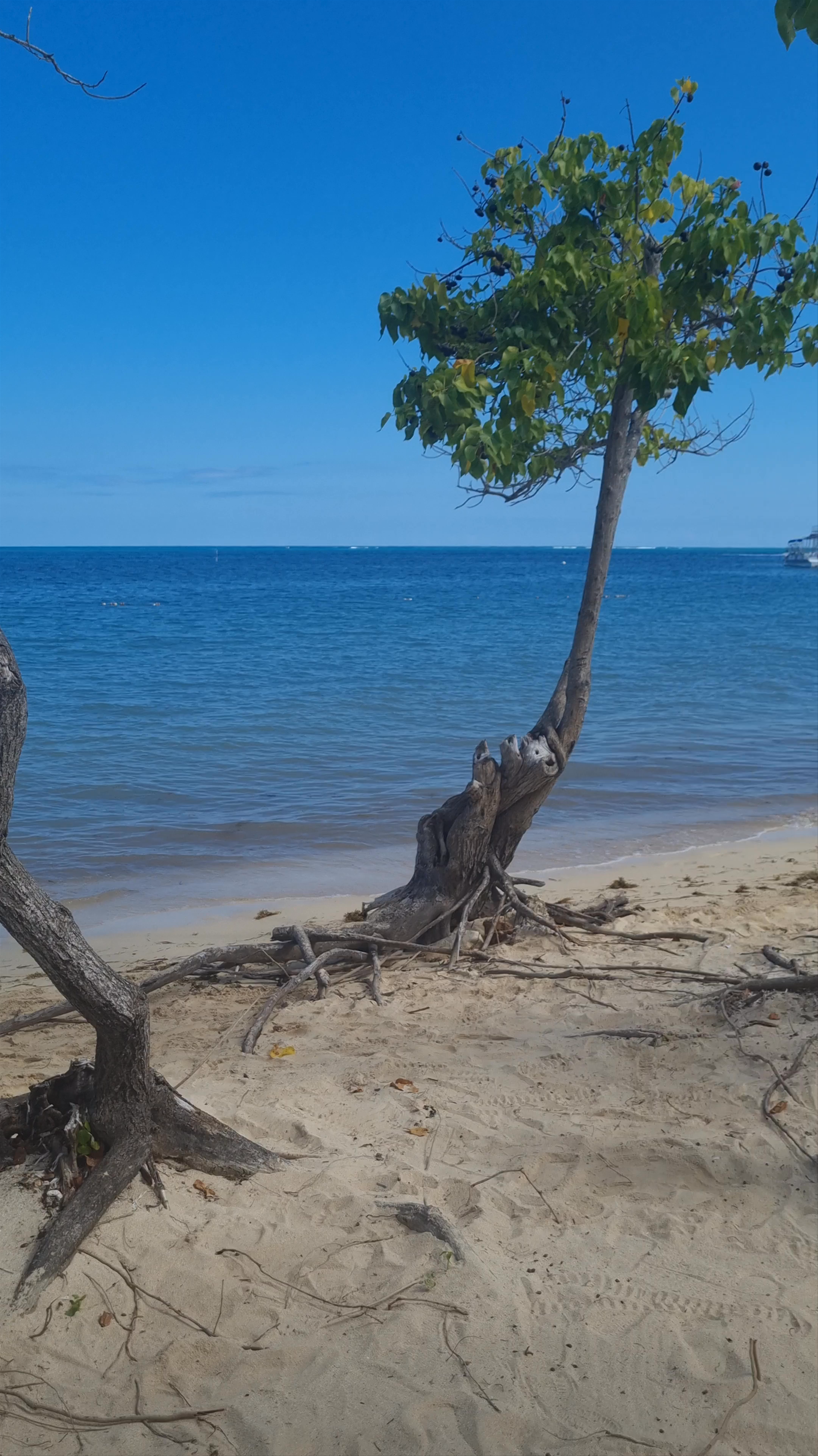 Rose Hall Beach Club