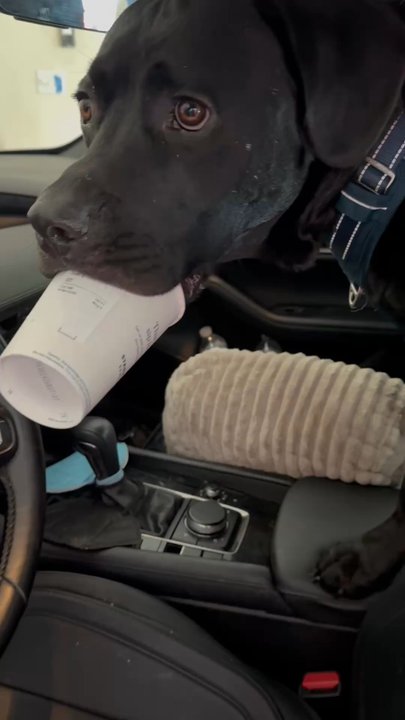 Starbucks - Harley loves Starbucks - Coffee & Tea Near Me - St. Augustine, Florida