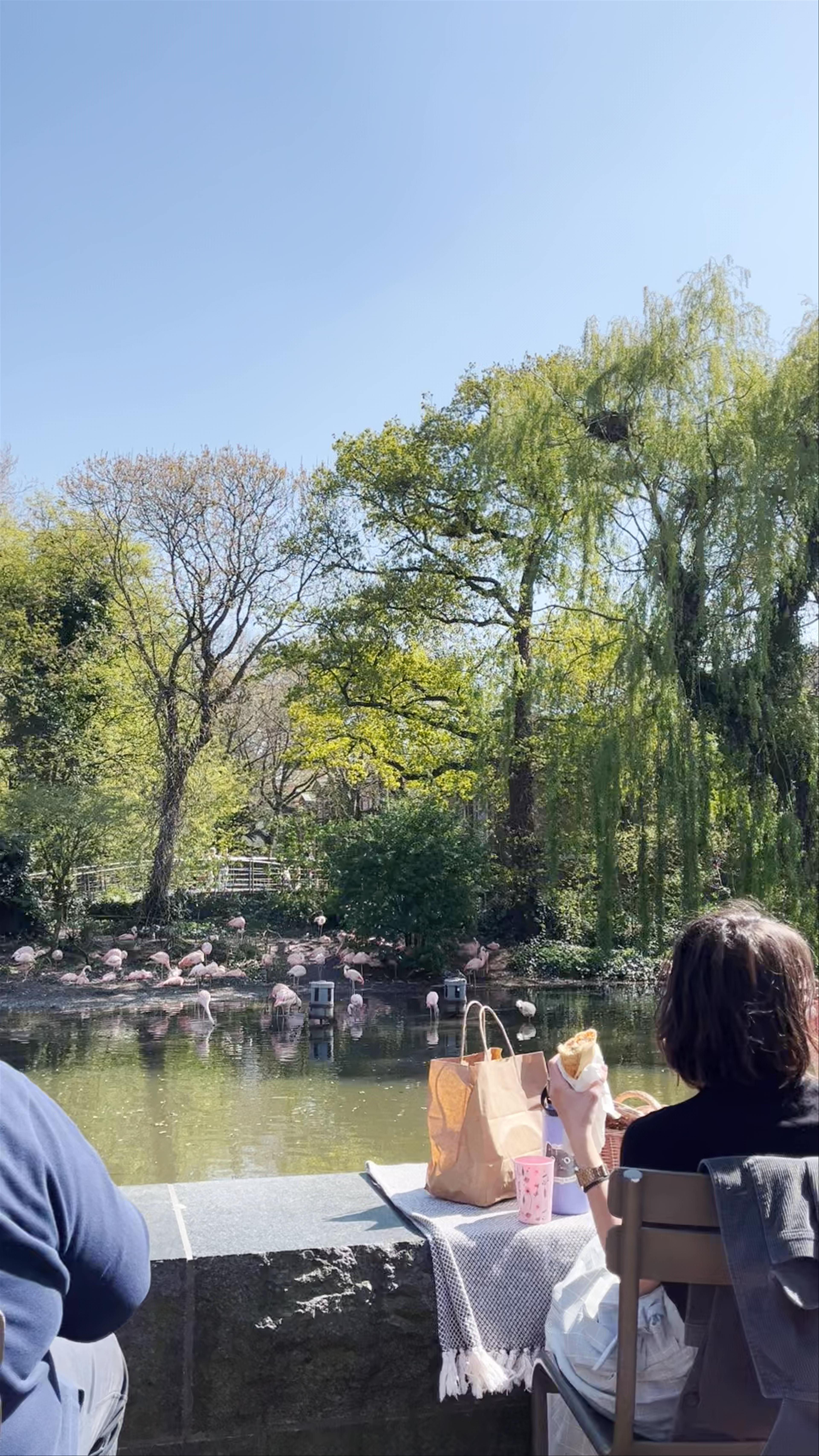 Springtime Serenity at Artisvijver en Plaatbruggen, Amsterdam