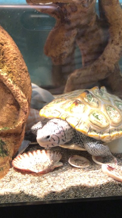 Okeeheelee Nature Center - Doanond Terrapin - Community Service/Non-Profit Near Me - West Palm Beach, Florida