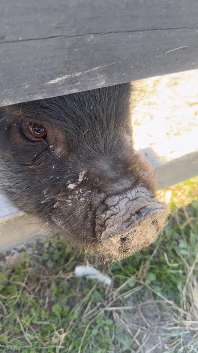 Kay's Acres - The cutest piggies - Horseback Riding Near Me - Suffolk, Virginia