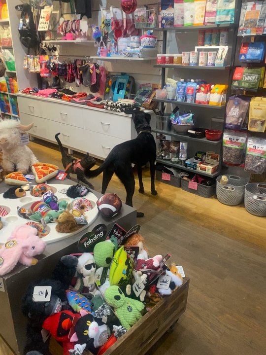 PS9 Pet Supplies - My pets love this store!!! It's so nice that they have a cat store and dog store and you can tell they actually love animals! - Pet Stores Near Me - Brooklyn, New York