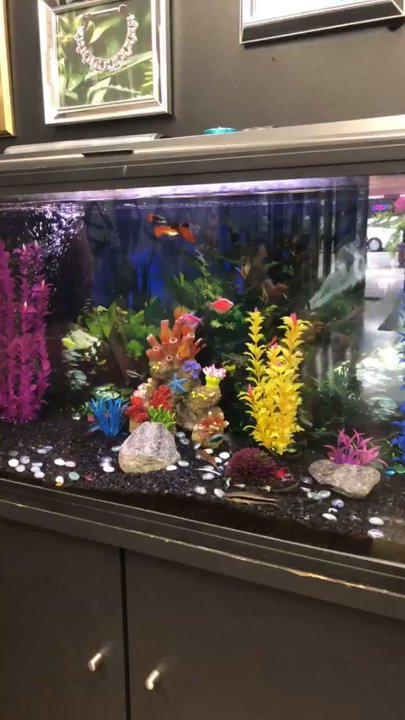 JuL Head Piercing - Look at the pretty fish - Jewelry Near Me - Alhambra, California