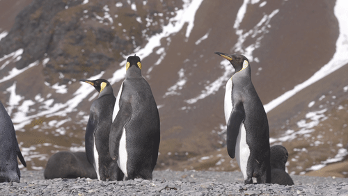 King Penguins in South Georgia animated gif
