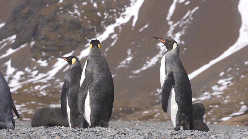 King Penguins in South Georgia poster