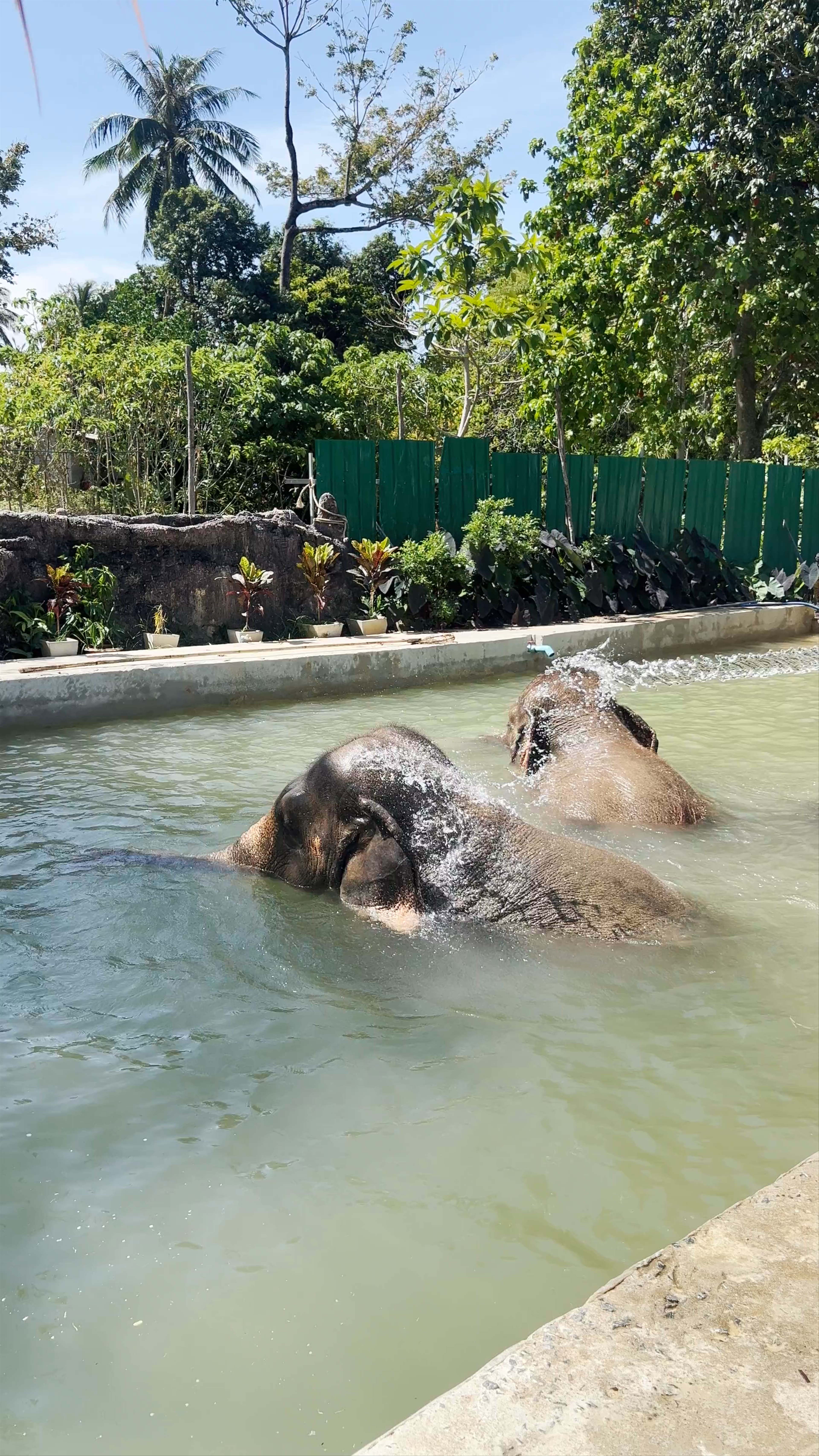 Elephant Sanctuary Magic: Bath Time at Klongjak Waterfall, Ko Lanta