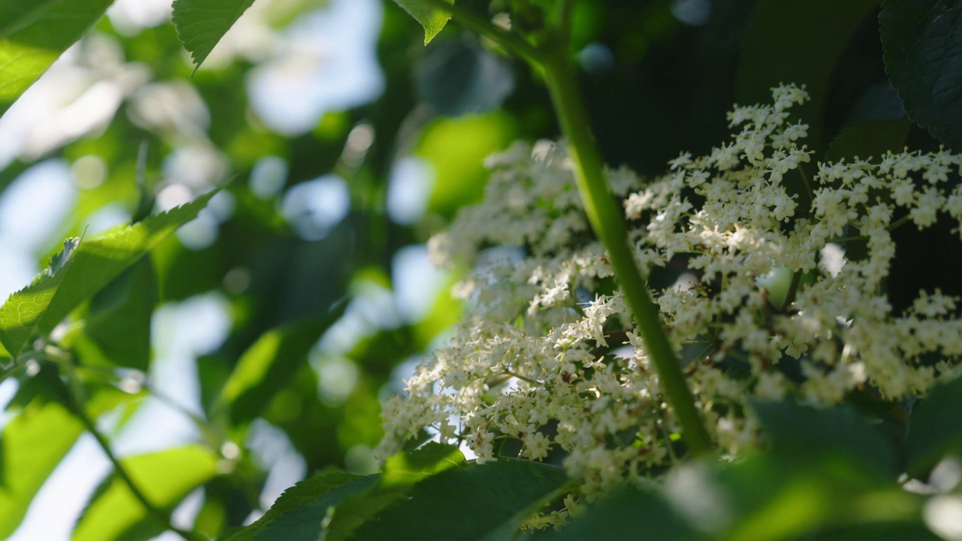 Find Our Sugar Free Forest Blossom Herbal Drops | Ricola