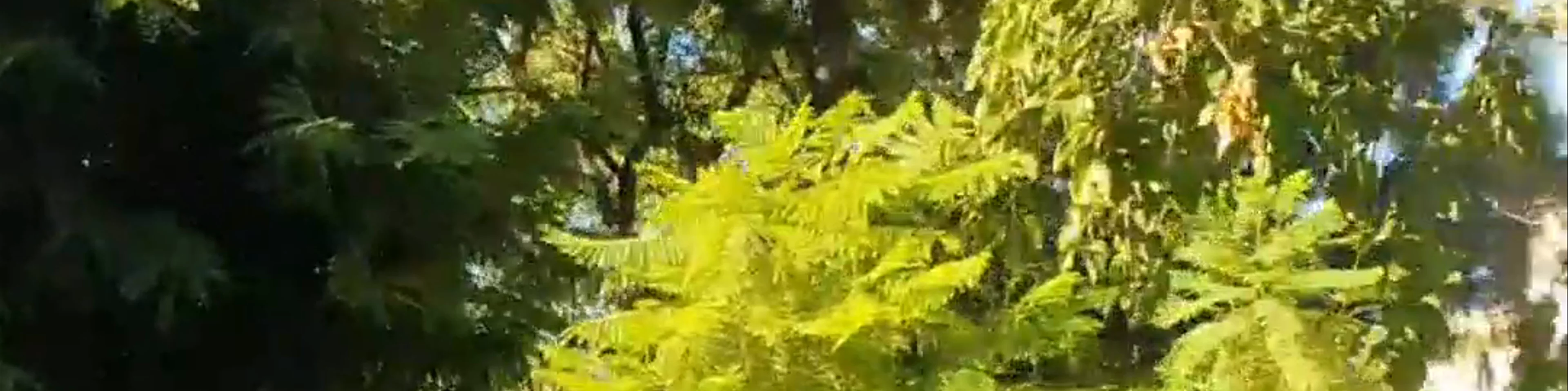 Georgiadis Park