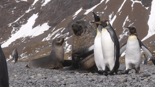 Penguins and Seals animated gif
