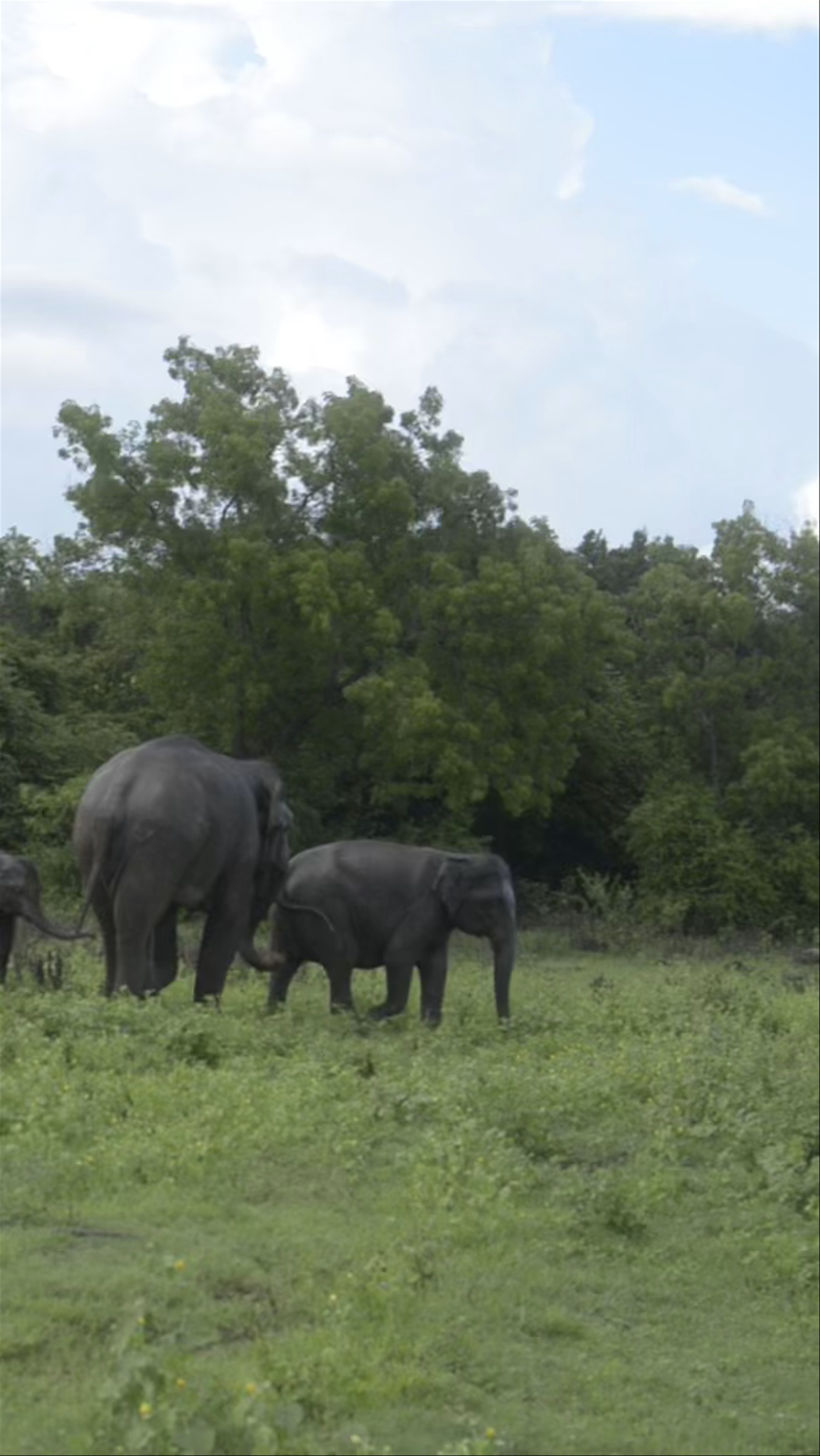 Minneriya National Park