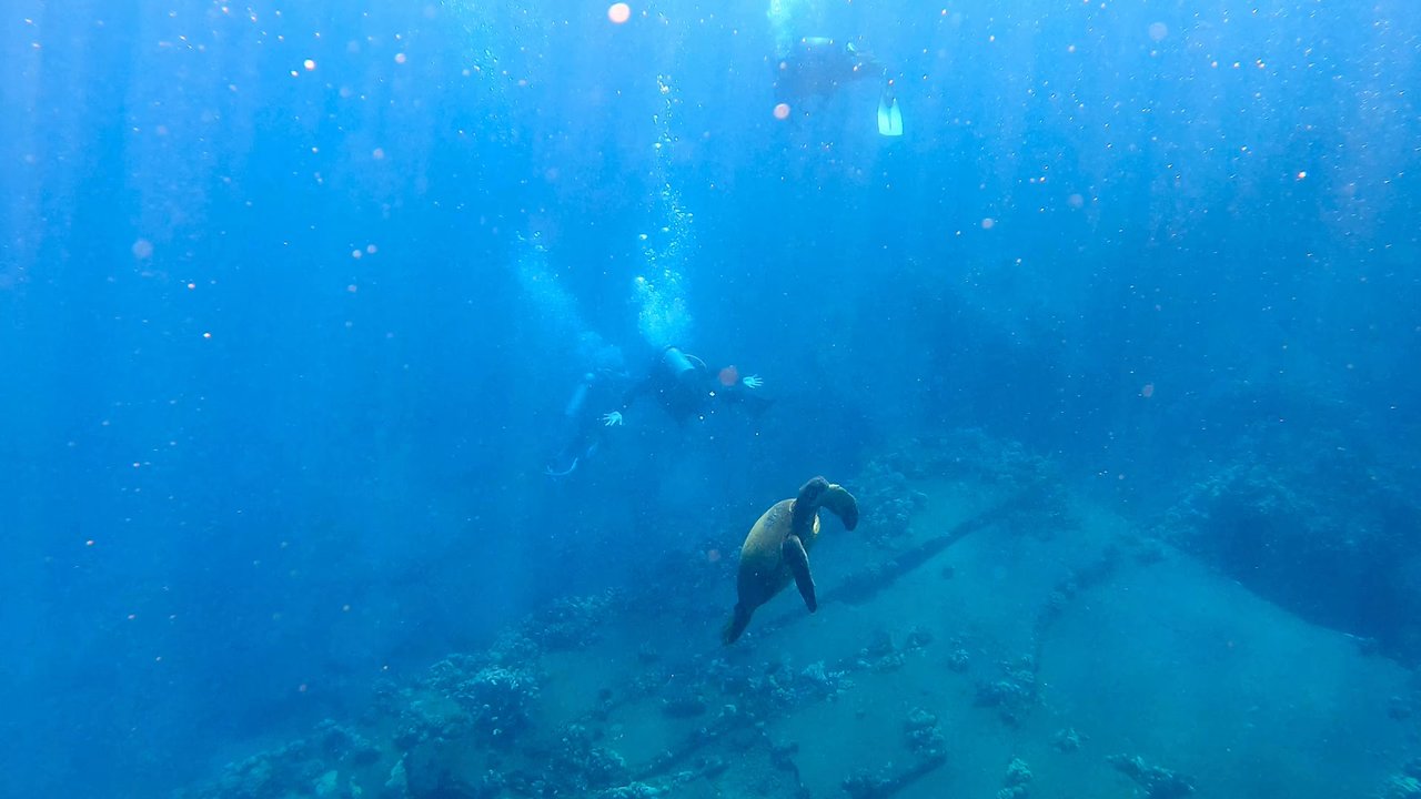 Maui Pacific Divers - First time scuba diving! - Boat Tours Near Me - Maalaea, Hawaii