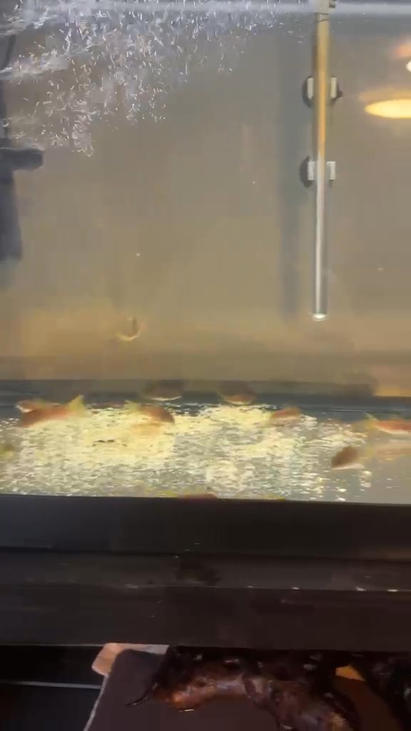 Bronze corydoras, Emerald green cory
