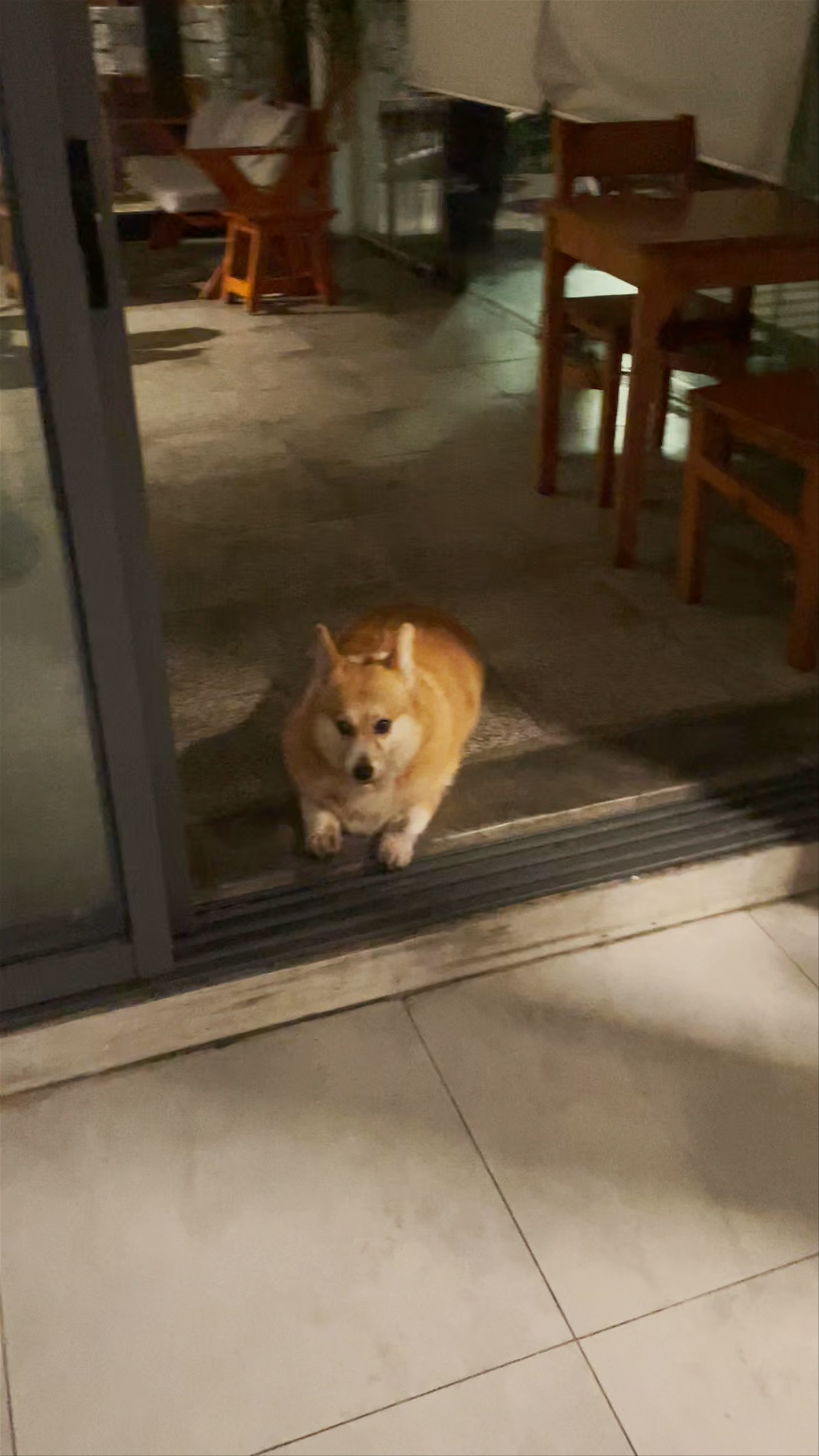 Quiet Night at Okra Hoian Homestay with Friendly Corgi