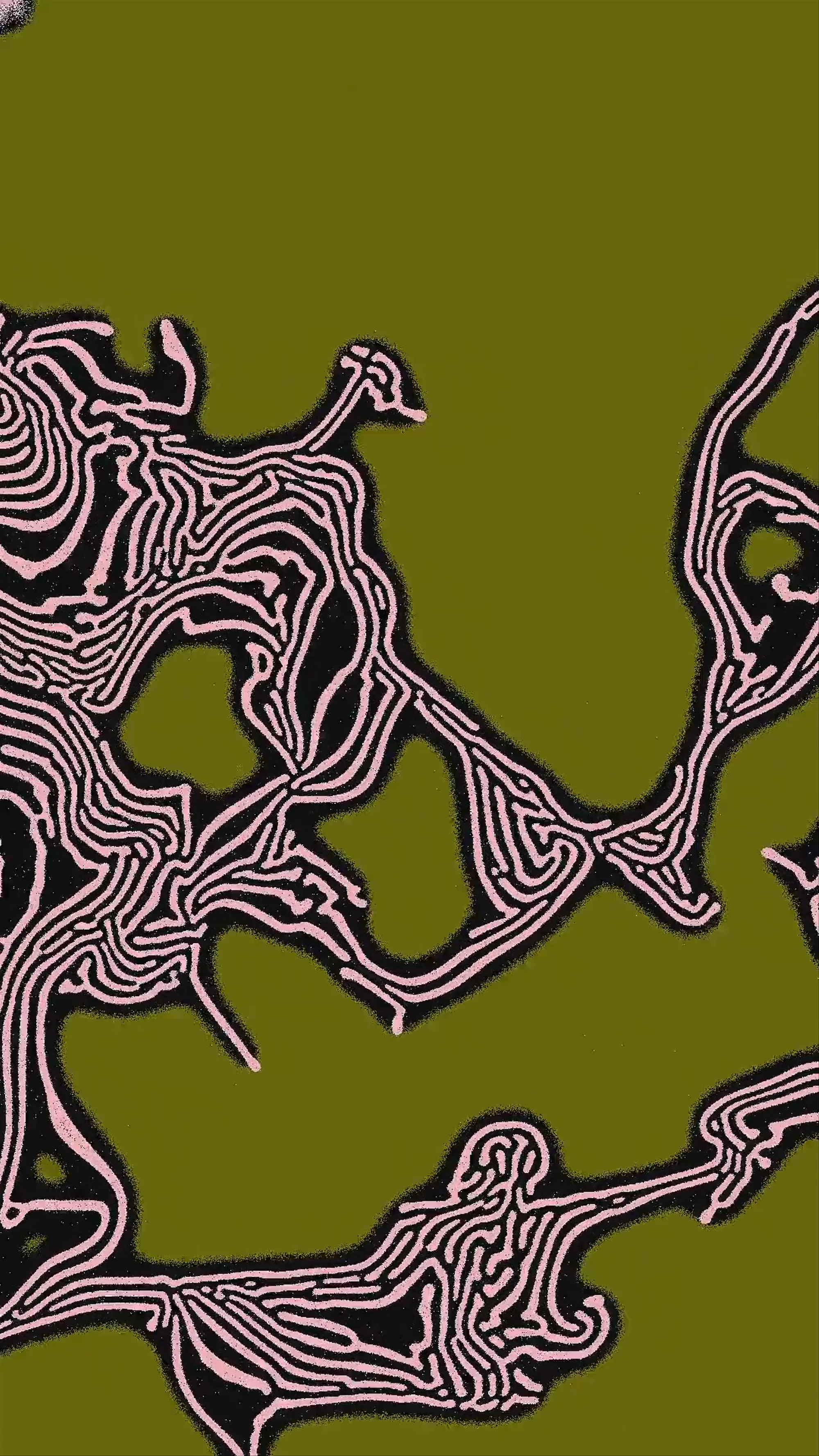 Variant C