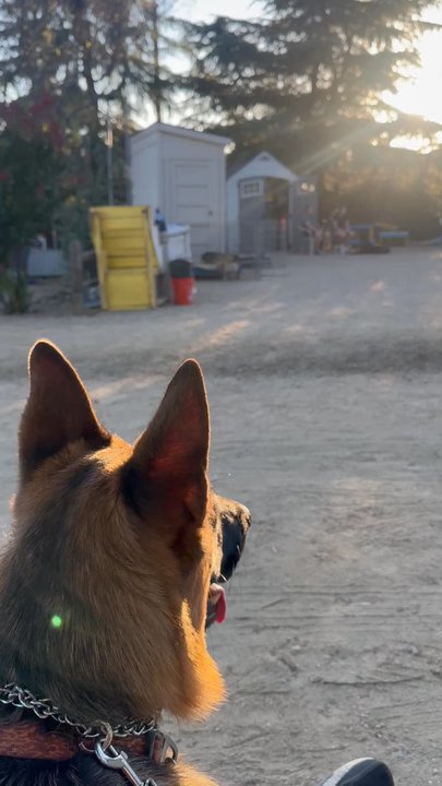 Canine Academy - Pet Training Near Me - Atascadero, California