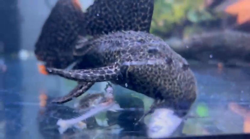 Leopard cactus pleco