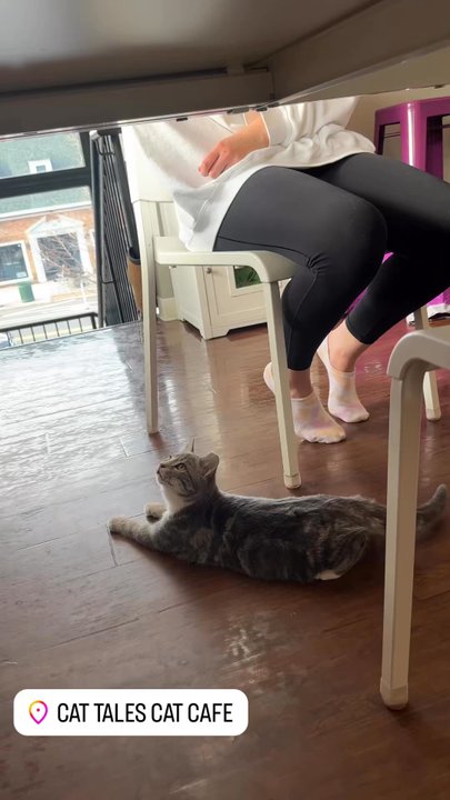 Cat Tales Cat Cafe - Cafes Near Me - Chapel Hill, North Carolina