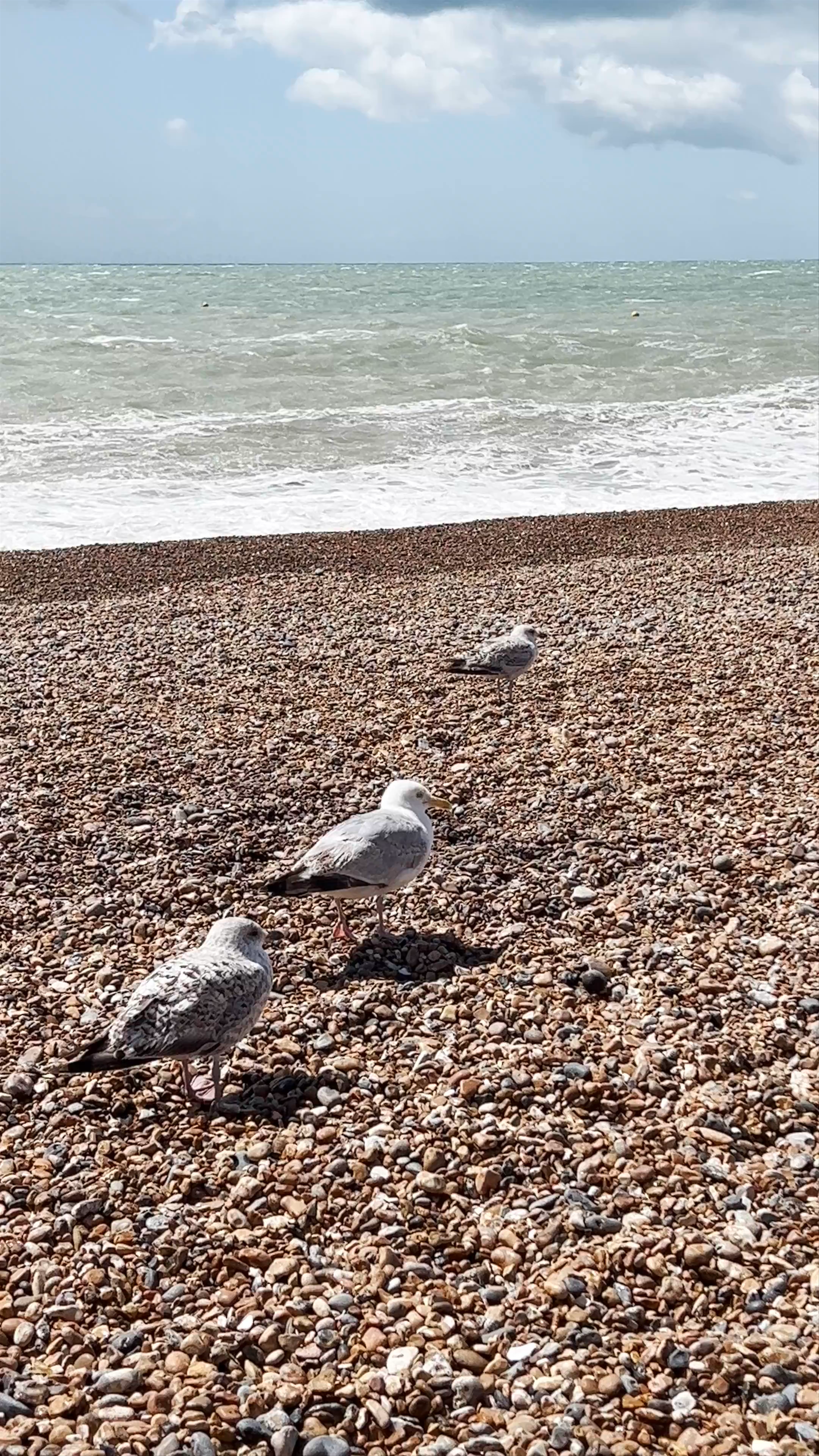 Peaceful Pebble Beach Vibes at Brighton Seafront