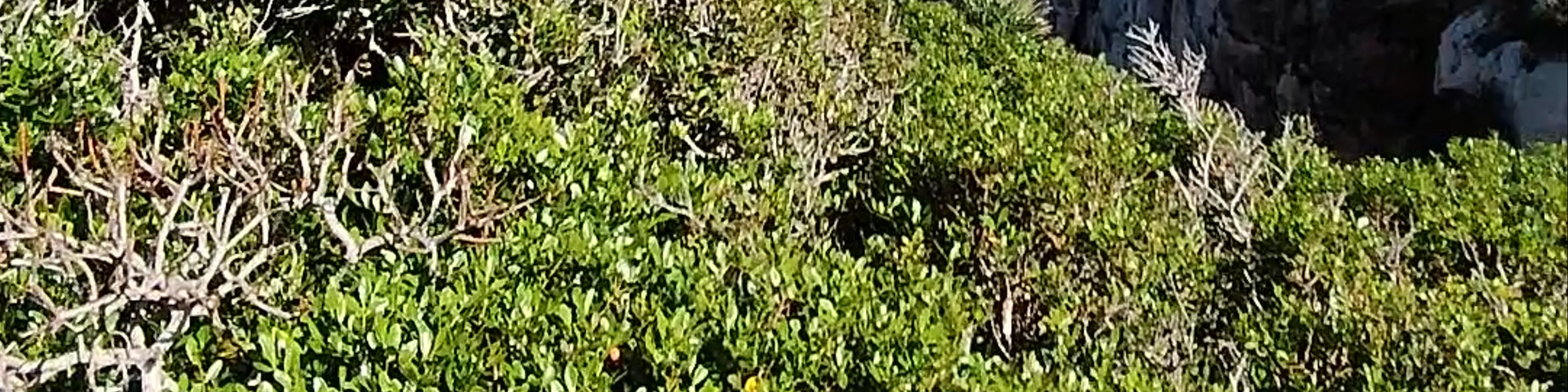 Capo Caccia